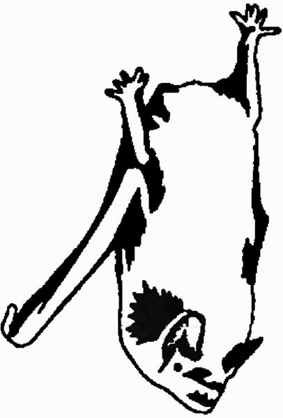 Motiv Fledermausstempel Abendsegler